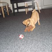 Blanding af racer Lucky 