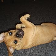 Blanding af racer Lucky 