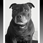 Staffordshire bull terrier Mille