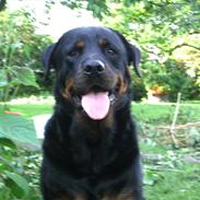 Rottweiler Tyson