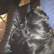 Labrador retriever Rocky