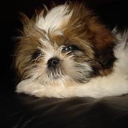 Shih tzu Barney