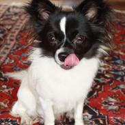 Chihuahua FLOWERS OSKAR