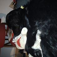 Blanding af racer Ratata