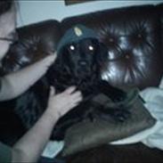 Blanding af racer Ratata