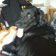 Blanding af racer Ratata