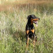 Dobermann Falkon