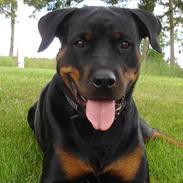 Rottweiler Sjellebro Asja