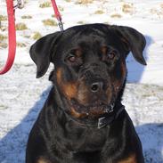 Rottweiler Sjellebro Asja