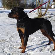 Rottweiler Sjellebro Asja