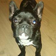Fransk bulldog Ejvind (E.T)