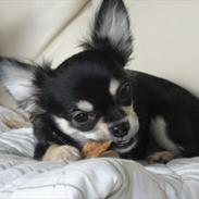 Chihuahua Dream´s Armani