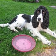 Cocker spaniel Sascha