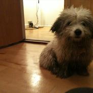 Coton de tulear Sille