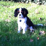 Cavalier king charles spaniel Laban