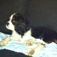 Cavalier king charles spaniel Laban