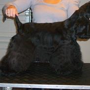 Amerikansk cocker spaniel Birkely's Catch The Wind