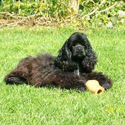 Amerikansk cocker spaniel Birkely's Catch The Wind