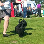 Amerikansk cocker spaniel Birkely's Catch The Wind