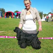 Amerikansk cocker spaniel Birkely's Catch The Wind