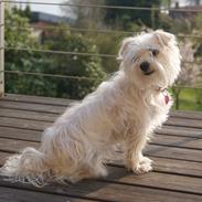 Blanding af racer Alma