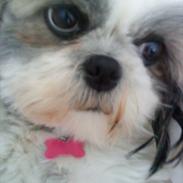 Shih tzu Smilla