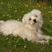 Blanding af racer Alma