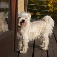 Blanding af racer Alma