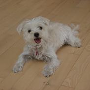 Blanding af racer Alma