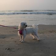 Blanding af racer Alma