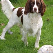Field Trial spaniel Enya