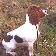 Field Trial spaniel Enya
