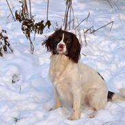 Field Trial spaniel Enya