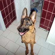Schæferhund sofie