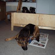 Schæferhund sofie