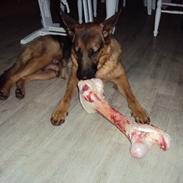Schæferhund sofie