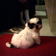 Shih tzu Smilla