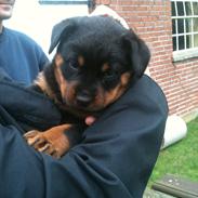 Rottweiler Kovo