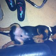 Rottweiler Kovo