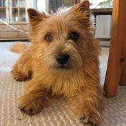 Cairn terrier William