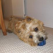 Cairn terrier William