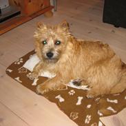 Cairn terrier William