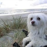 Chinese crested powder puff Genji
