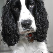 Cocker spaniel Lady