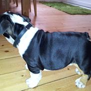 Engelsk bulldog Cleo