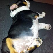 Engelsk bulldog Cleo