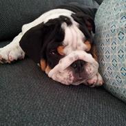 Engelsk bulldog Cleo