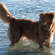 Nova scotia duck tolling retriever Chilli