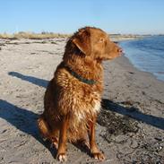Nova scotia duck tolling retriever Chilli