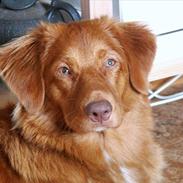 Nova scotia duck tolling retriever Chilli